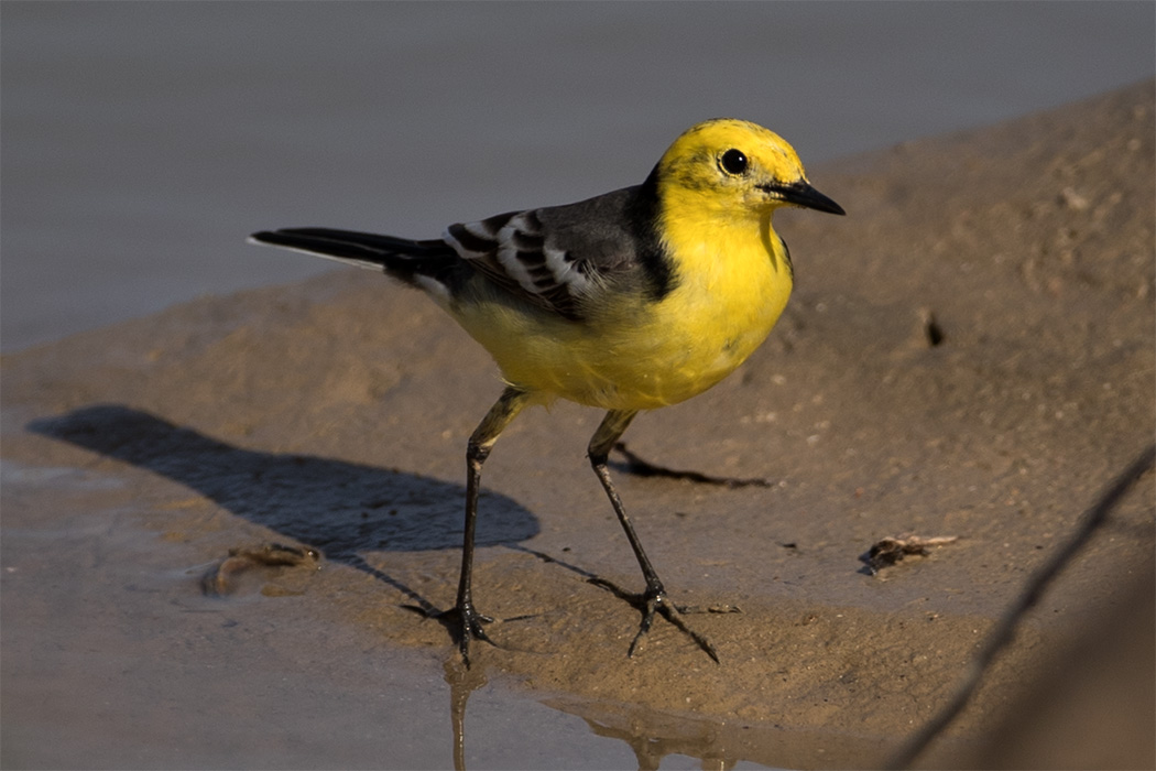Citrine Wagtail — Ana fotoğraf